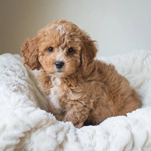 Susie, Winston - Cavapoochon Puppy.jpg