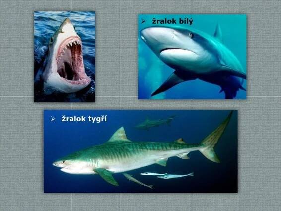 PPT - Třída: Paryby PowerPoint Presentation, free download - ID:6056517