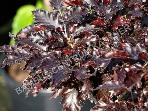 Fagus sylvatica ‚Rohan Weeping‘ – Buk lesní