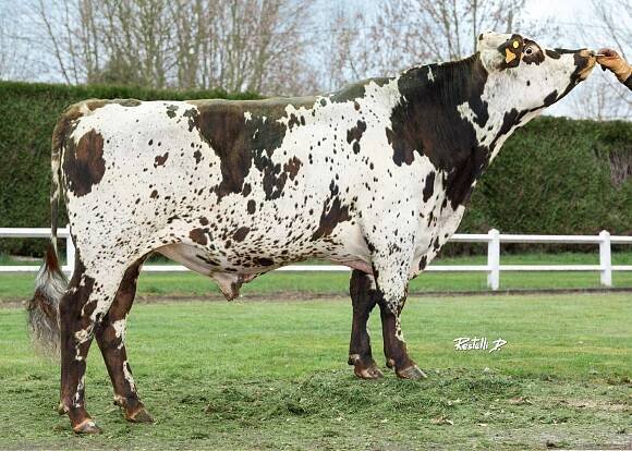 sire catalog – Normande Genetics