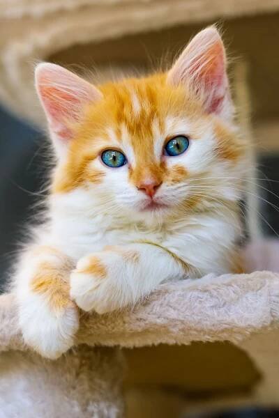 cat photos