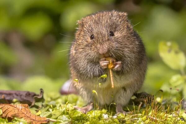 Residential & Commercial Pest Control — Defend Pest Solutions