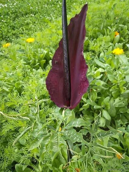 Drakovec obecný (Dracunculus vulgaris), rostlina