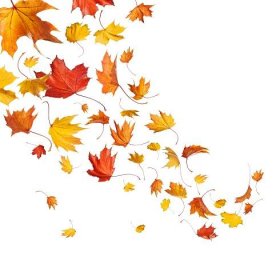 Stáhnout - Podzimní podzimní listí izolované na bílém pozadí — Stock obrázek