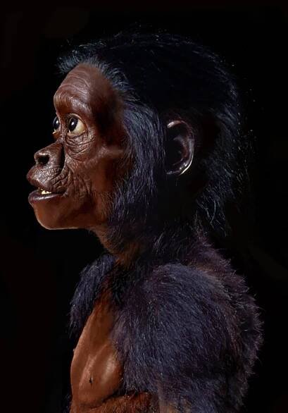 Australopithecus africanus — John Gurche