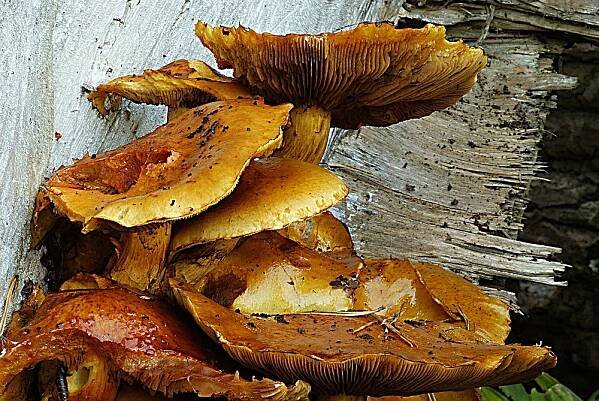 Mushrooms