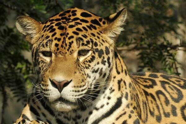 Jaguár americký | Zoo Olomouc - Svatý Kopeček