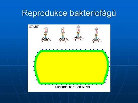 PPT - Viry PowerPoint Presentation, free download - ID:4481162