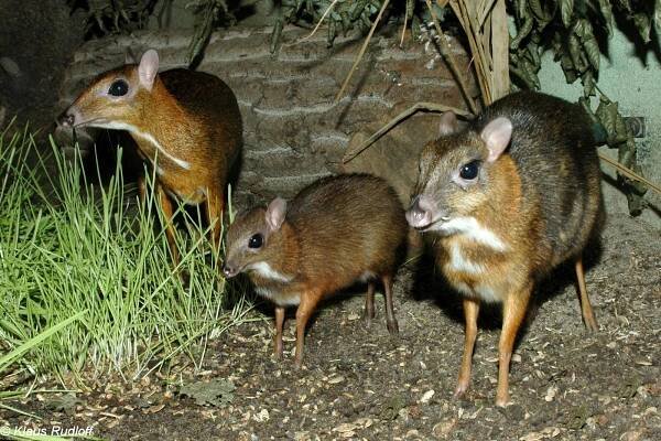 Tragulus javanicus - kančil jávský