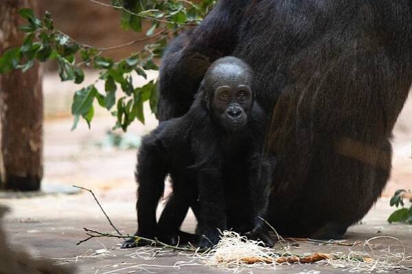 FOTO: Gorilí samička Mobi z pražské zoo oslavila první narozeniny
