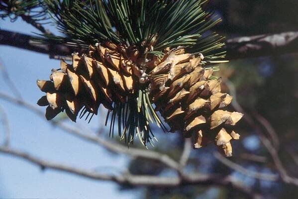 Soubor:Pinus flexilis cones.jpg – Wikipedie