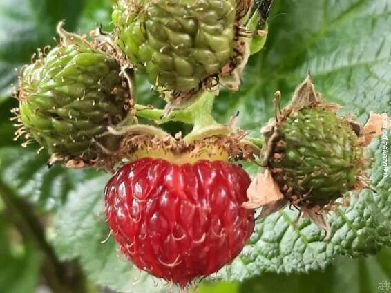 Maliník Raspberry Tower PBR (kontejner p21) za 999.00CZK - Allegro