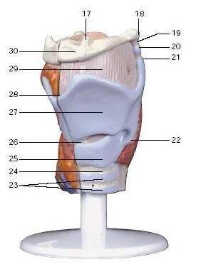 Model lidského hrtanu - 2 části - larynx - modely lidské dýchací soustavy