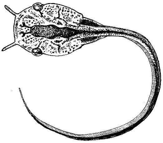 Xenopus graphic by Zoe Zorn CC BY 4.0