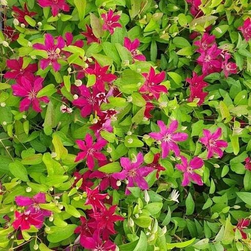 Velkokvětý bylinný plamének Clematis Stasik plaménky sazenice 1 Ks