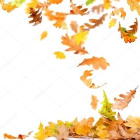 Izolované podzimní listí
