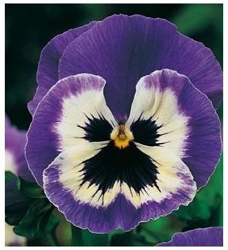 Maceška Hiemalis modrobílá - Viola wittrockiana - prodej semen - 200 ks