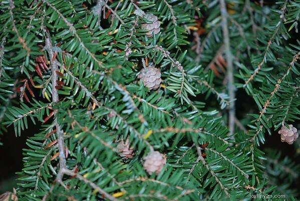 Tsuga kanadská (Tsuga canadensis), šišky