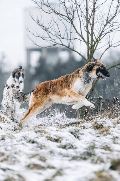 Altaj Sousedik – Kennel Sousedik