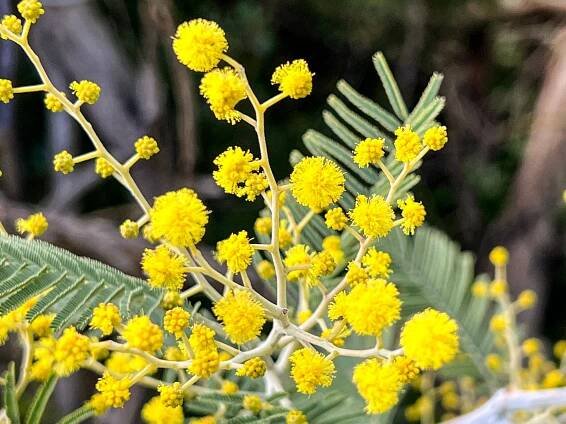 Scent Journal - Mimosa