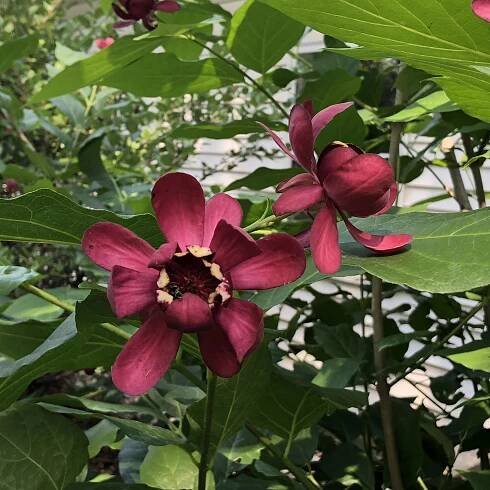 Calycanthus Aphrodite - Buy Sweetshrub Shrubs Online