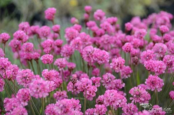 Armeria maritima 'Vesuv' | Perenniculum