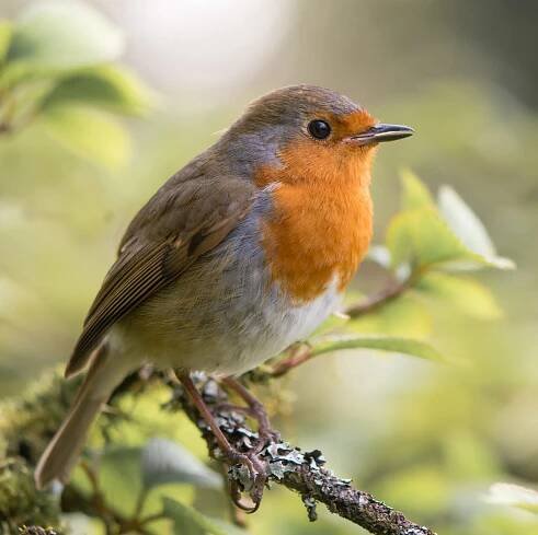 The one thing you must do to help garden birds get through a heatwave