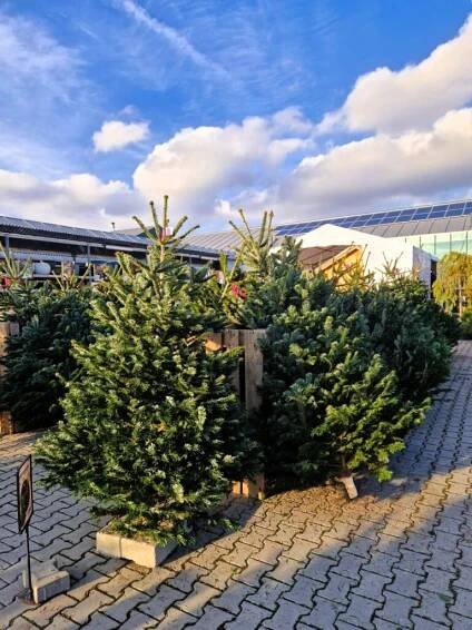 Weihnachtsbäume | Zahradnictví Dvořák a syn