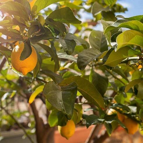 Lemon Petitgrain Essential Oil: Benefits, Uses & Insights