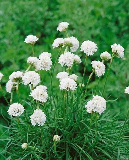Armeria maritima ´Alba´, Trávnička přímořská, K9
