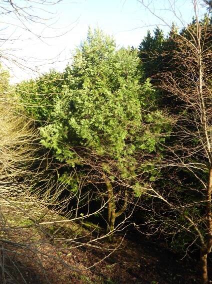 Austrocedrus chilensis 'Thornhayes Ghost'