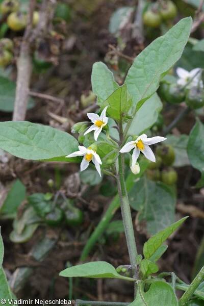 Solanum nigrum – lilek černý • Pladias: Databáze české flóry a vegetace