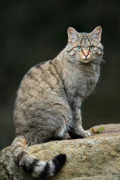 Kočka divoká – Wikipedie