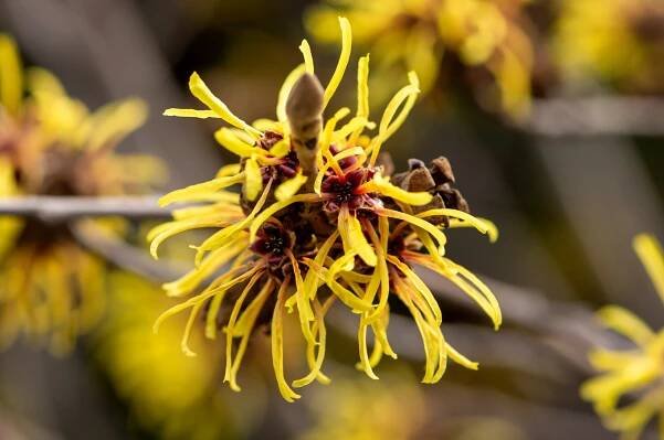 Witch hazel blooms, which are made up of slender crinkled and curled petals in banana yellow.