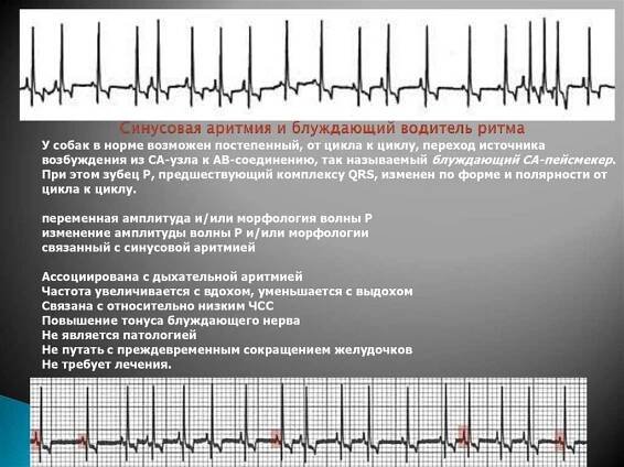 Arytmie u koček - příčiny, příznaky, diagnostika a účinná léčba