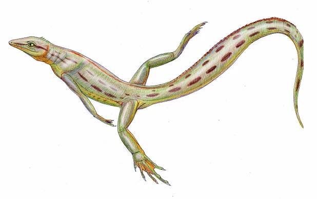 Spinoaequalis schultzei