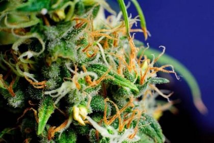 Bud makro rostlin marihuany — Stock obrázek