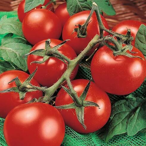 Money Maker Tomato - Image 3