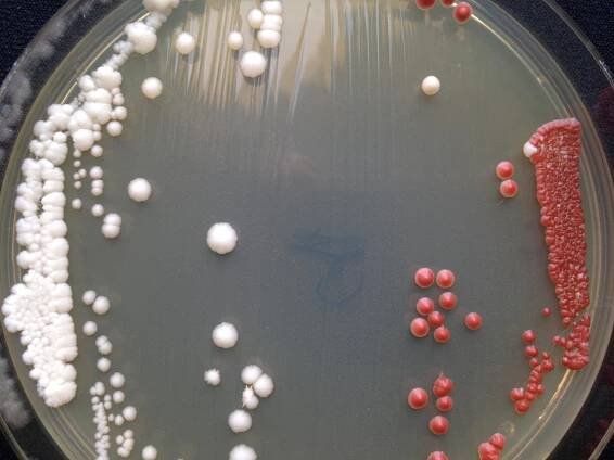 Experimental Evolution with Yeast