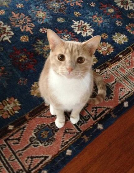 My cat Simon and Klaudia Birkner - Brigitte Noel