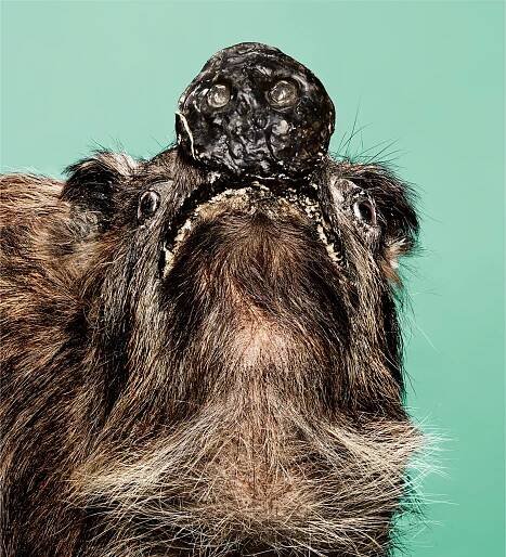 Mount｜Brain Drool｜あなたの中の動物が反応する。脳よだれ展。