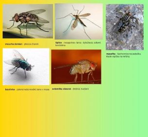 moucha domácí - přenos chorob. masařka - šachovnice na zadečku, klade vajíčka na mršiny. V. bzučivka - zelené nebo modré, larvy v mase. octomilka obecná - drobná, kvašení.