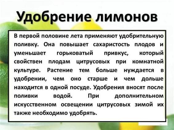 Jak oplodnit citron popelem?