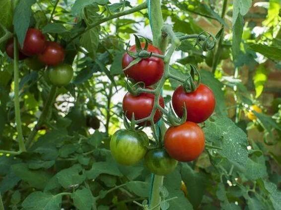 Aphids will flee from tomato plants if sprayed with 1 kitchen scrap
