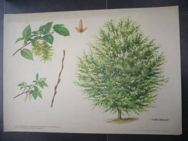 Habr obecný, strom - přírodopis - školní plakát, výu - Starožitnosti a umění