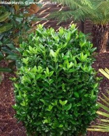 Rostliny: Euonymus japonicus 'Compactus' - brslen japonský