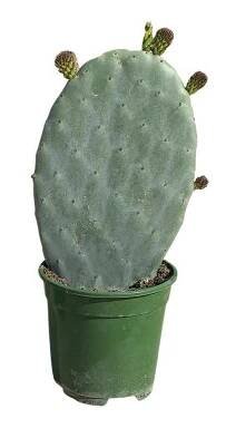 Landgard Opuncie mexická (Opuntia ficus-indica) výška 30-40 cm, pr. 17 cm
