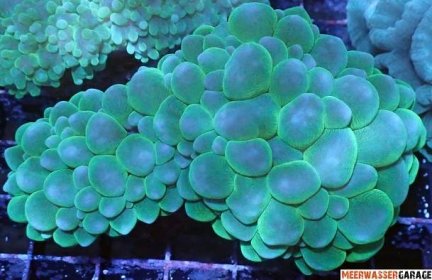 Physogyra lichtensteini - Bubble Coral Premium