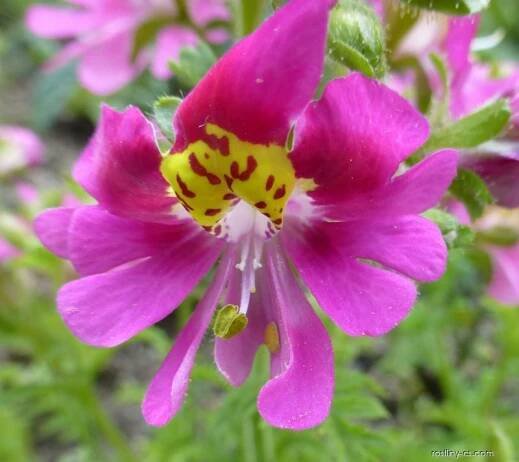 Klanokvět zpeřený Hit Parade (Schizanthus pinnatus), květy, květenství