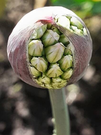 Weeding days in the garden don't have to be a garden chore!